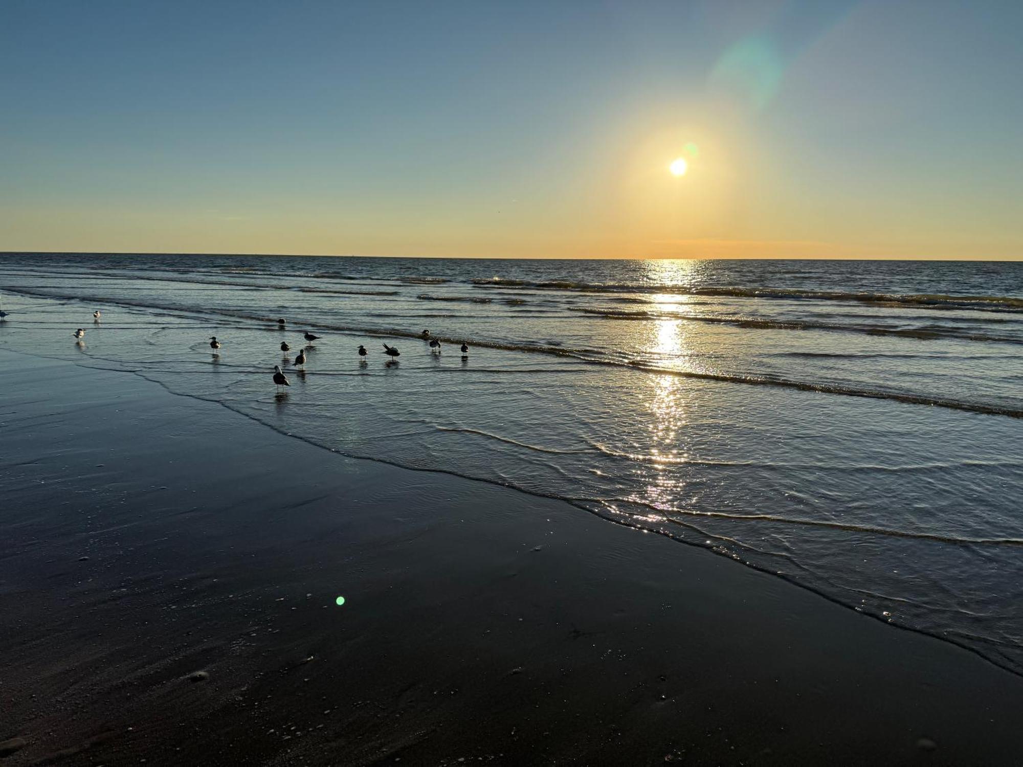 Seascape 2202 The Seashell Pearl No Roads To Cross * Galveston